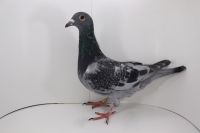 PL-DE-19-997549 DARK STAR X SILVER!!! EXTRA LIGA!