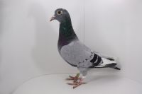 PL-DE-19-997560 ORYG Vandenabeele x Koopman!! super!!