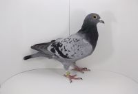 PL-DE-19-997579 Inbred Euro Diamond! 100% Brockamp!