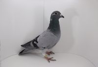 PL-DE-19-997584 córka super pary! Matka posiada geny AB CT CT