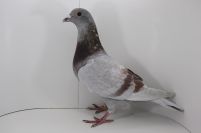 PL-DE-19-997589 syn Corabia Warrior x SQUEK!!! Derby Arona!!!
