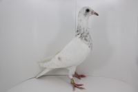 PL-DE-19-997593 - 2 zinbredowane Linie sprinterów !!Dark Star x Pitbul! elegancik!!