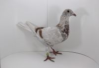 PL-DE-19-997594 - wnuczka Dark Star! inbredka NL-246 + linia 520 PRANGE