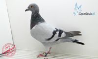 PL-DE-19824777