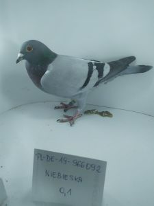 PL-DE-2019-966092 - gołąb z wybitnej linii lotników Tomasza Kołodzieja.