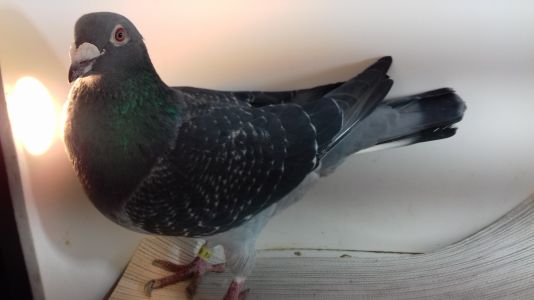 PL-derby-19-411214-100% Vercammen