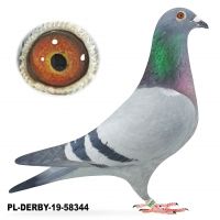 PL-DERBY-583448