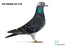 PL-DV-06008-24-735 - 14 gołąb z Finału Gifhorn - 535 km Tadeusz Klein 