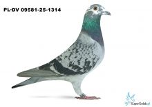 PL-DV-09581-25-1314 16. OKRĘG ŚLĄSK POŁUDNIE 