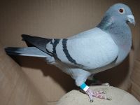 PL-FC-ZP-18-1050359 (U.K. Mazepa) - samica