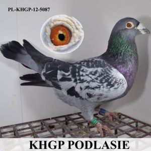 PL-KHGP-12-5087 1 miejsce z Finału na WG Pabianice