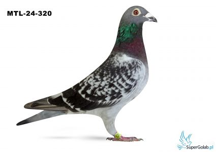 PL-MTL-24-320 - Morel TEAM 3 - AS Daleki Dystans