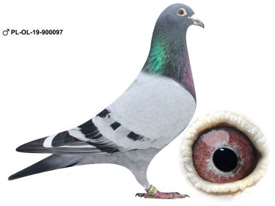 PL-OL-19-900097 brat 4 gołebia w Polsce w klasie standard Młode Wystawy Ogólnopolskiej 2018