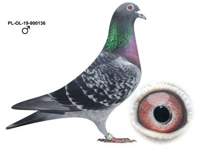 PL-OL-19-900136 wnuk Abrahama jednego z najlepszych gołębi świata + gratis samica z którą w tym roku jest w parze