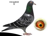 PL-OL-19-901340 - AUKCJA CHARYTATYWNA DLA KUBY