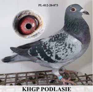 PL-UC-20-873 Córka zwycięzcy na WG Pabianice