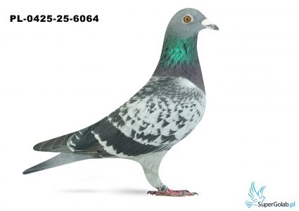 PL00425-25-6064 WG Rejon VI Poznań