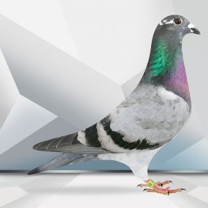 PL0364-23-5270 Mocny inbred Porsche 911