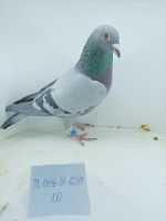 PL0496-21-12285