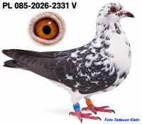 PL085-2026-2331 V