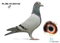 PLDE-19-383142 gołąb rozpłodowy - 100 % I.K.D. Łepuch