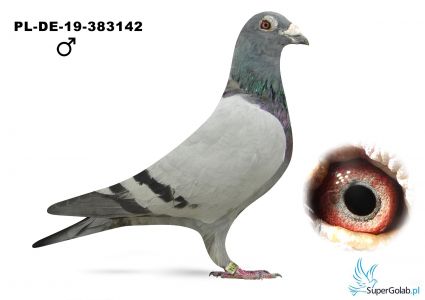 PLDE-19-383142 gołąb rozpłodowy - 100 % I.K.D. Łepuch