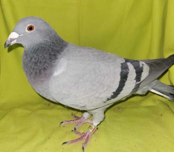 PLDE-19-434871 org, K i Ł Witek