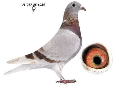 Podwójny Inbred 808 K. Paszek