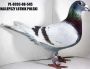 Podwójny Wnuk 545 K.Kuś x Inbred 808 K Paszek