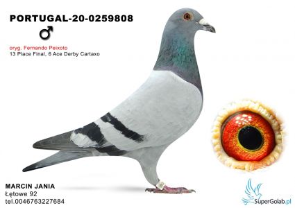 PORTUGAL-0259808/20 6AS, 13m Derby Cartaxo w Portugalii. Bardzo ciężkie wg. 