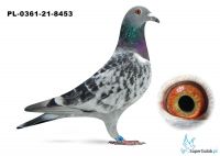 Poz.10 PL-0361-21-8453 ♀
