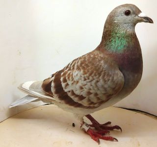 Poz. 11 PL-0370-20-492