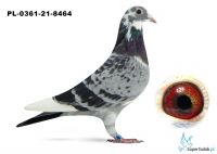 Poz.13 PL-0361-21-8464 ♀