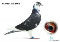 Poz.14 PL-0361-21-8468 ♀