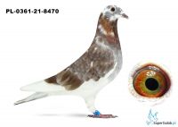 Poz.15 PL-0361-21-8470 ♀