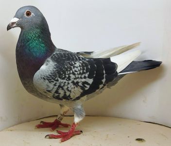 Poz. 15 PL-0380-20-9817