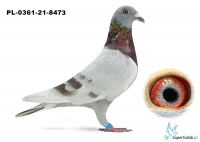 Poz.16 PL-0361-21-8473 ♂