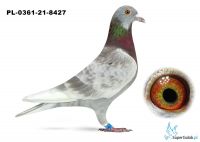 Poz.2 PL-0361-21-8427 ♂