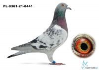 Poz.6 PL-0361-21-8441 ♂