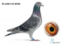 Poz.7 PL-0361-21-8445 ♂