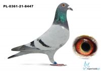 Poz.8 PL-0361-21-8447 ♂