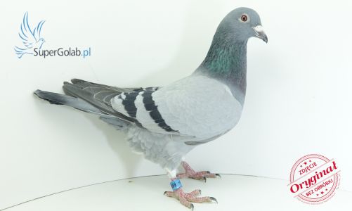 Rafał i Aldona Rykowski