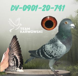 REDUKCJA ROZPŁODU!!!DV-0901-20-741/ROLAND & DENIS FABER/SAMICA/PEREŁKA!!!