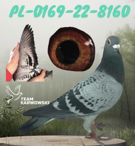 REDUKCJA ROZPŁODU!!!PL-0169-22-8160/RAFAŁ PASOŃ/SAMICA/JAN V.D.PASCH X RAINER PUTTMANN X MARCEL AELBRECHT/WG KOSAKOWO 2022!!!