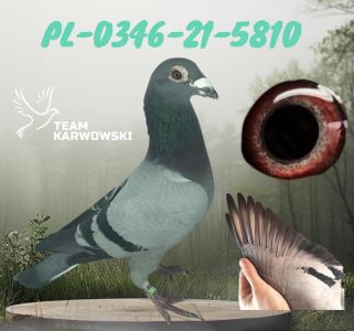 REDUKCJA ROZPŁODU!!!PL-0346-21-5810/ZBIGNIEW JASIŃSKI/SAMIEC/TOP TOP PEŁNY BRAT OLIMPIJKI!!!