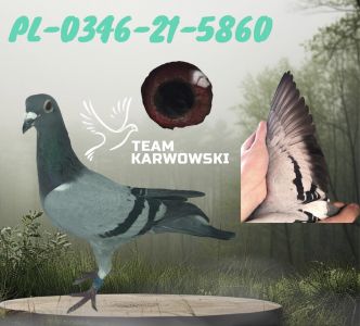 REDUKCJA ROZPŁODU!!!PL-0346-21-5860/ZBIGNIEW JASIŃSKI/SAMICA/PEREŁKA/TOP TOP CÓRKA OLIMPIJKI!!!