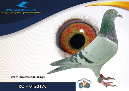 RO 22 0123178– org. Team Deni i Miru - 71m – Finał 430km!!! 129m Super Finał 580km!!! - Wybitny Hodowca w Rumunii, linia gołębi Gaston Van de Wouwer  (prawdopodobnie samczyk) 