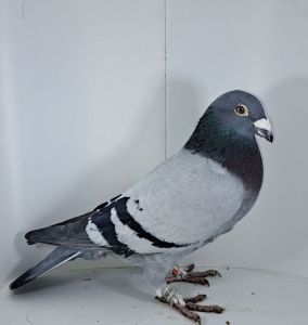 Roland i Denis Faber