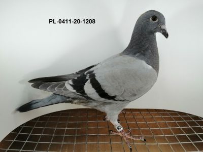 Ryszard Florek   PL-0411-20-1208   gołąb młody z linii KOOPMANA