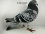Ryszard Florek   PL-0411-20-1208   gołąb młody z linii KOOPMANA